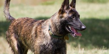Dutch Shepherd Dog Breed InformationDutch Shepherd Dog Breed Rundown