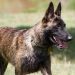 Dutch Shepherd Dog Breed InformationDutch Shepherd Dog Breed Rundown