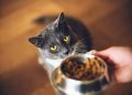 How to Tell if a Cat Is Hungry: Vet-Approved Facts & Nutrition Guide