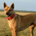 From Wild to Wonderful: The Ultimate Carolina Dog Puppies Guide