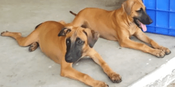 Kombai Dogs: History, Traits, and Care of India’s Guard Dog