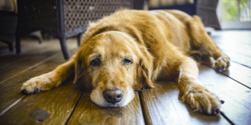 Dog Dry Skin Problems and Top Home Remedies for the Treatment