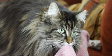 How to Stop a Cat From Suckling: 6 Steps for Prevention