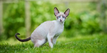 10 Cornish Rex Health Issues You Should Know (Vet Answer)