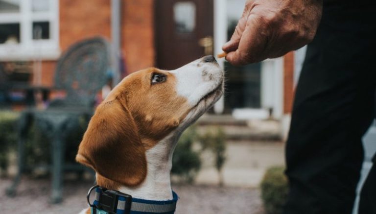 Most Popular Dog Training Methods