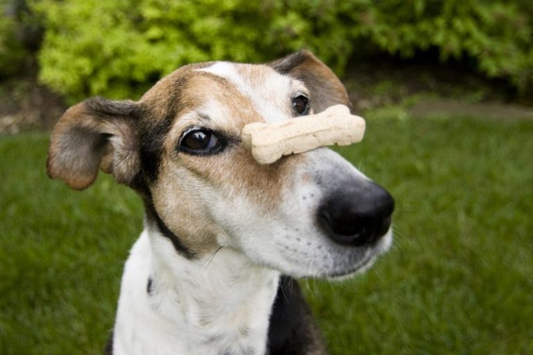 Advanced Tricks To Teach Your Dog