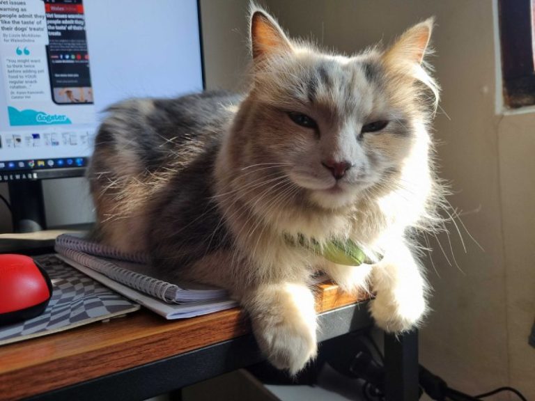 My Cat Thinks I’m Weird: Ivy’s Take on Human Habits