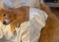 Video: Golden Retriever Dad-Daughter Have Very Different Mornings
