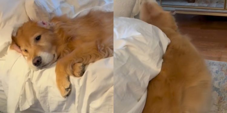 Video: Golden Retriever Dad-Daughter Have Very Different Mornings
