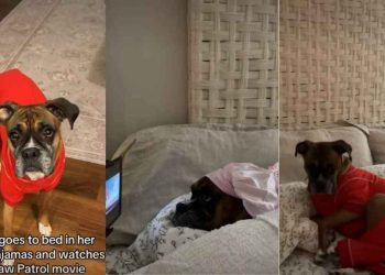 Video: Dog’s Bedtime Includes Pajamas & Watching Paw Patrol