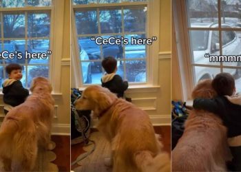 Video: Dog & Toddler Adorably Wait for Grandmom Together