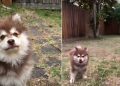 Video: Puppy’s Play Time in the Yard Ends In a Cute & Funny Way
