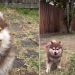Video: Puppy’s Play Time in the Yard Ends In a Cute & Funny Way