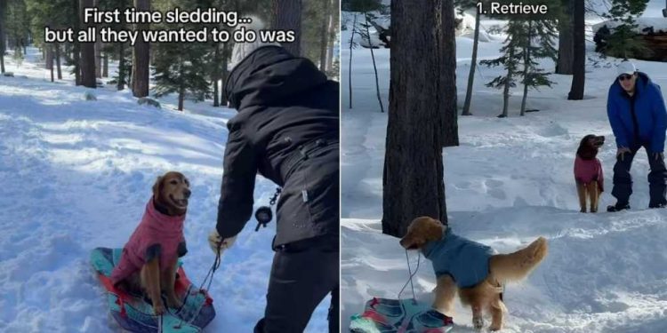 Video: Golden Retrievers’ First Time Sledding Turned Into a Different Game