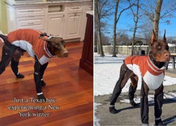 Texas Dog Braves New York Winter in Adorable Video
