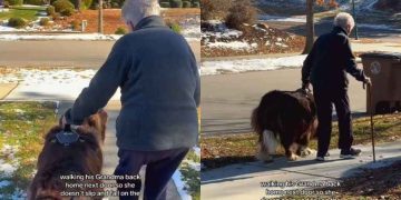 Video: Big Dog Helps Grandma Walk Safely on Ice