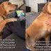 Video: Golden Retriever Makes People Pet Him Forever