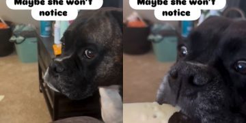 Video: Dog Tries to Sneakily Pull Cheese From Under Owner’s Nose