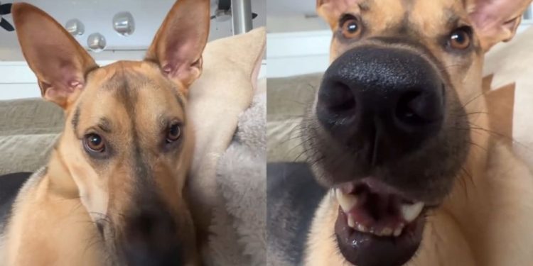 Rescue Puppy Gets Tricked Into Getting Booped in a Cute Video