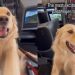 Golden Retriever Is Thrilled to Travel Business Class in Cute Video