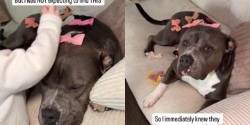 Dog Transforms Into a ‘Bonita’ Thanks to Baby in Cute Video