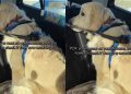 Video: Golden Retriever Is Angry at Humans but Can’t Resist Doing This