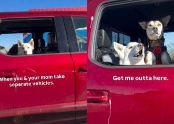 Video: Dogs Get Impatient When They See Mom Driving a Different Car