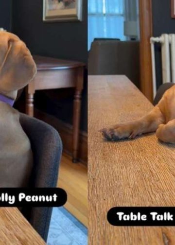 Dachshund’s ‘Table Talk’ With Mom Is Unlike Anything You’ve Seen