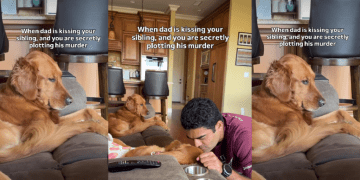 Video: Golden Retriever’s ‘Jealousy Has No Bounds’ When Sibling Gets Attention