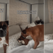 Dog Reacts to Finding Her Lookalike Toy in Her Spot on the Bed