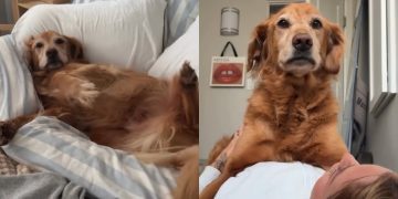 Golden Retriever Wakes up From Peaceful Nap To Greet Mom With Kisses
