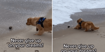 Golden Retriever Battles Waves Like a Pirate To Claim Beach Treasure