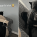 Video: 100 Lb Puppy Knocks Couch Down & Surprises Owner