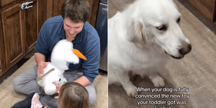 Golden Retriever Gets ‘Jealous’ of Tiny Human Who Just Got a New Toy