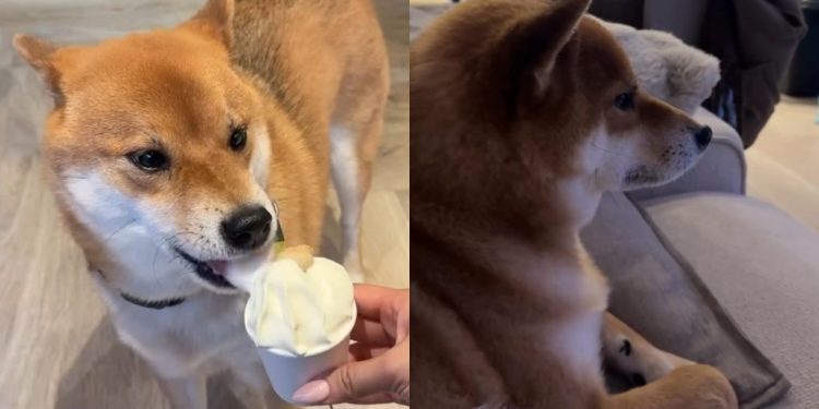 Video Shows Everything This Dog Did While Living With His Aunt