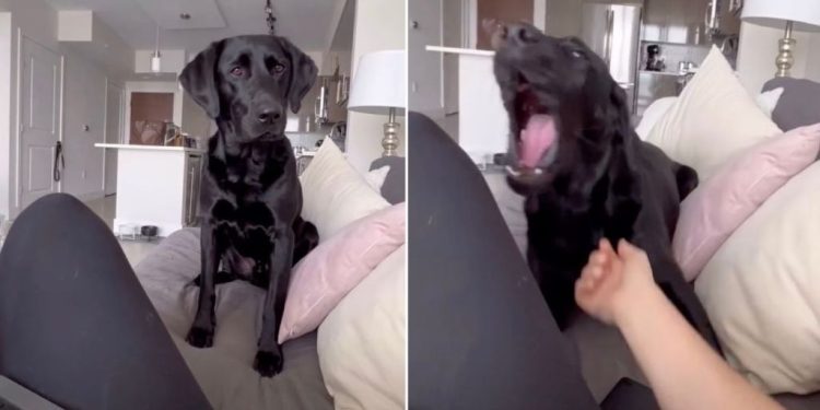 Video Shows What It’s Like to Work When You Have a Labrador