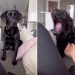 Video Shows What It’s Like to Work When You Have a Labrador