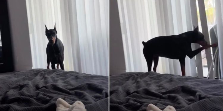 ‘Dramatic’ Doberman Does This When Breakfast Is Late