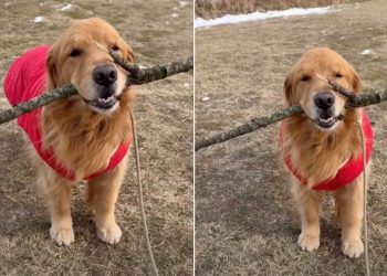 Video: Golden Retriever Strikes a Pose With His Stick