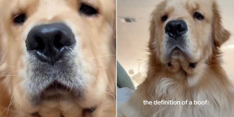 Video: Golden Retriever’s Little ‘Boofs’ Will Make Your Day
