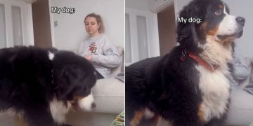 Video: Dog Interrupts Owner’s Filming With a Majestic Pose