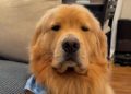Golden Retriever Struggles To Stay Awake in the Cutest Video Ever