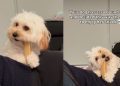 Video: Tiny Dog Uses Owner’s Back To Enjoy Her Snack