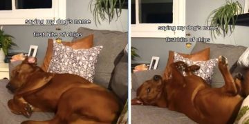 Dog Ignores His Name but Responds to the Sound of Chips in Funny Video