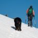 Video Captures Skier & Her Dog Brave an Avalanche