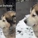Video: Dog Doesn’t Let Snow Stop Him From Supervising His Dad