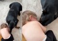 Video: Doberman Playing With a Kid Melts Hearts Online
