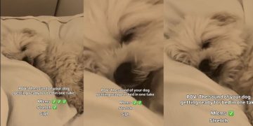 Video: Dog Makes Three Kinds of Sounds When It’s Time for Bed