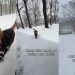 Video Shows What Golden Retriever Does While Walking Without His Leash