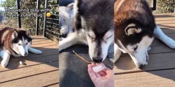 Video: Dog Siblings Have Wildly Different Thoughts on Ice Cubes